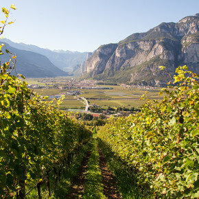 Wine trekking in Trentino